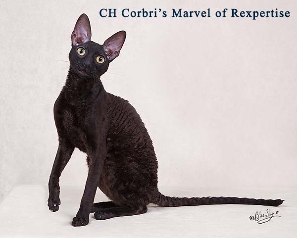 Black Cornish Rex breeding cat